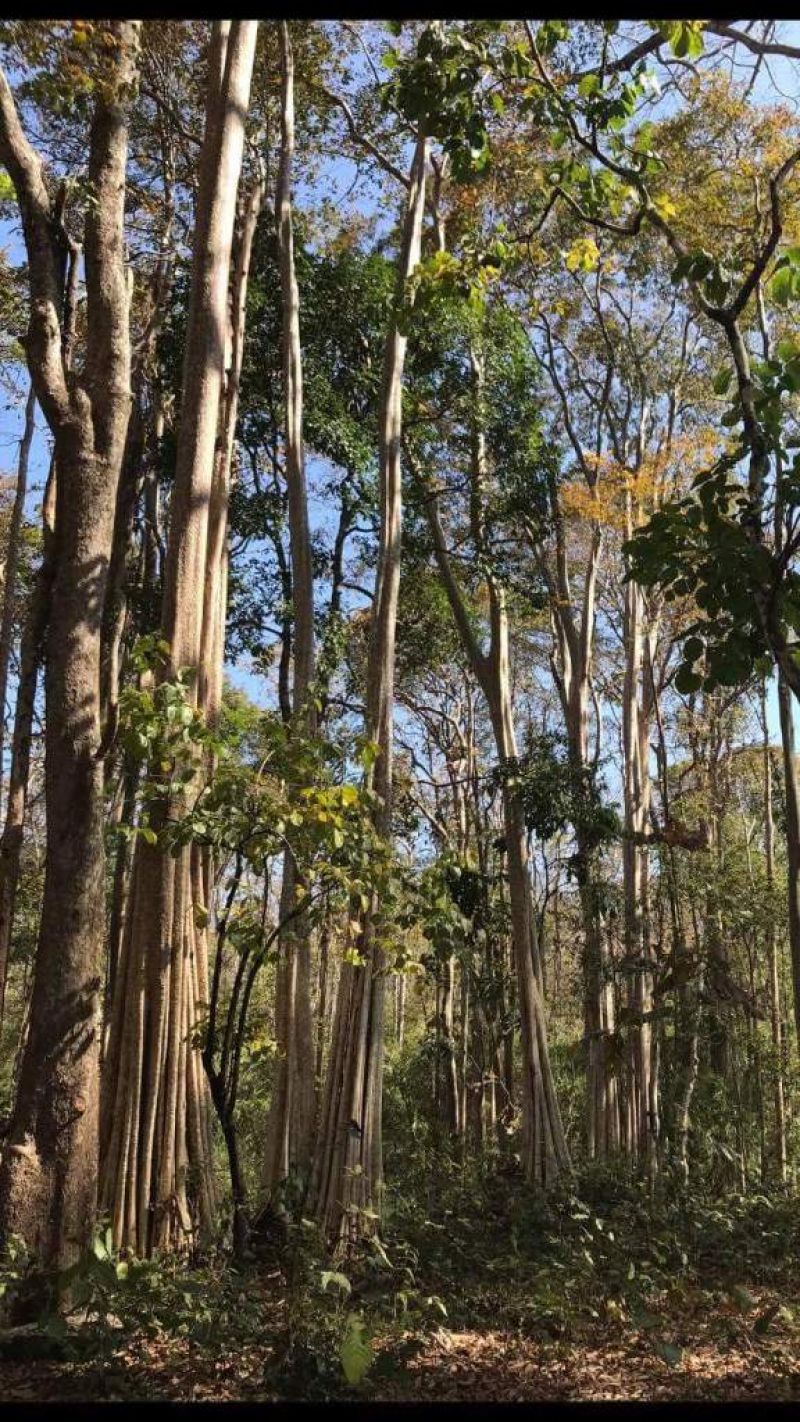 Quyết định 297/QĐ-TTg phê duyệt Đề án bảo vệ, khôi phục và phát triển rừng bền vững vùng Tây Nguyên giai đoạn 2016 – 2030